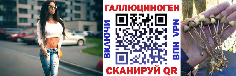 Псилоцибиновые грибы Psilocybine cubensis Заволжье